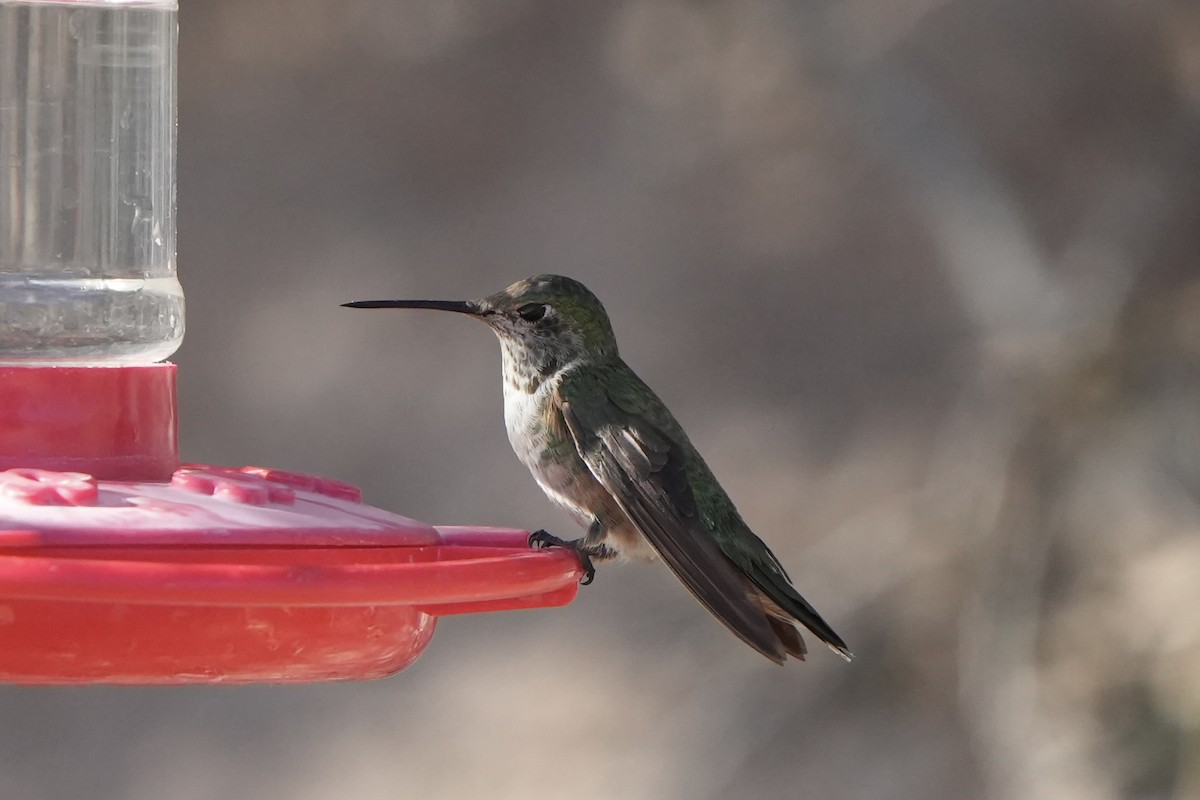 Broad-tailed Hummingbird - Richard H