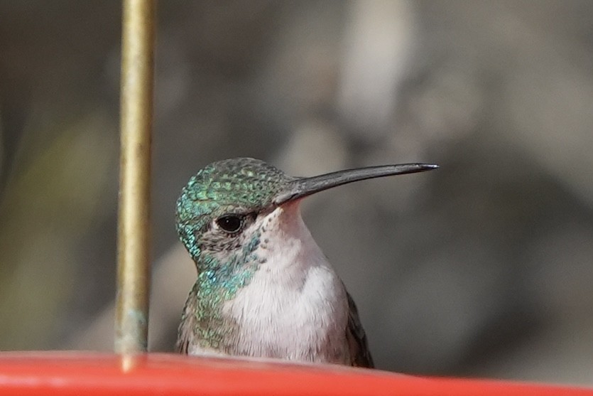 Trochilidae sp. - ML411522881