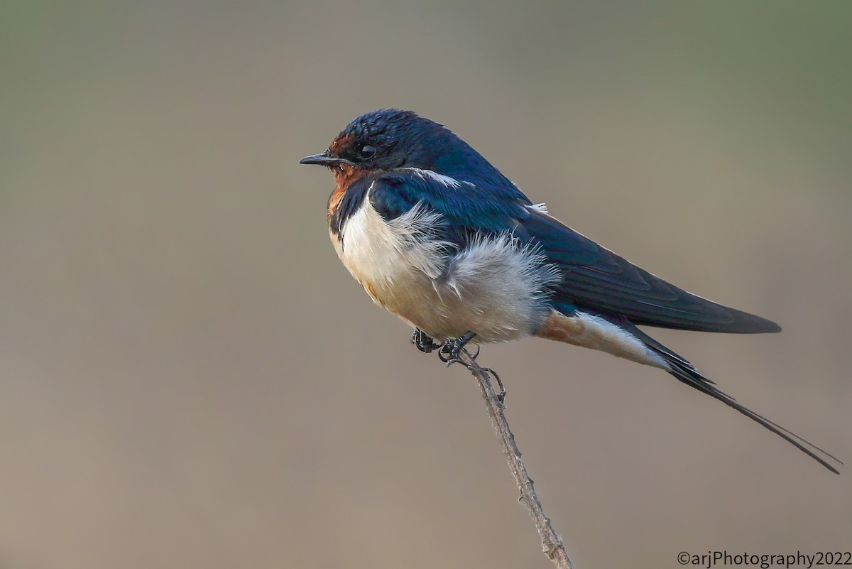 Barn Swallow - ML411522941