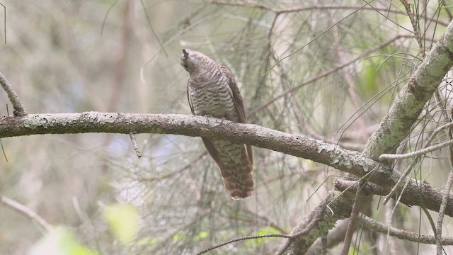 Brush Cuckoo - ML411523051