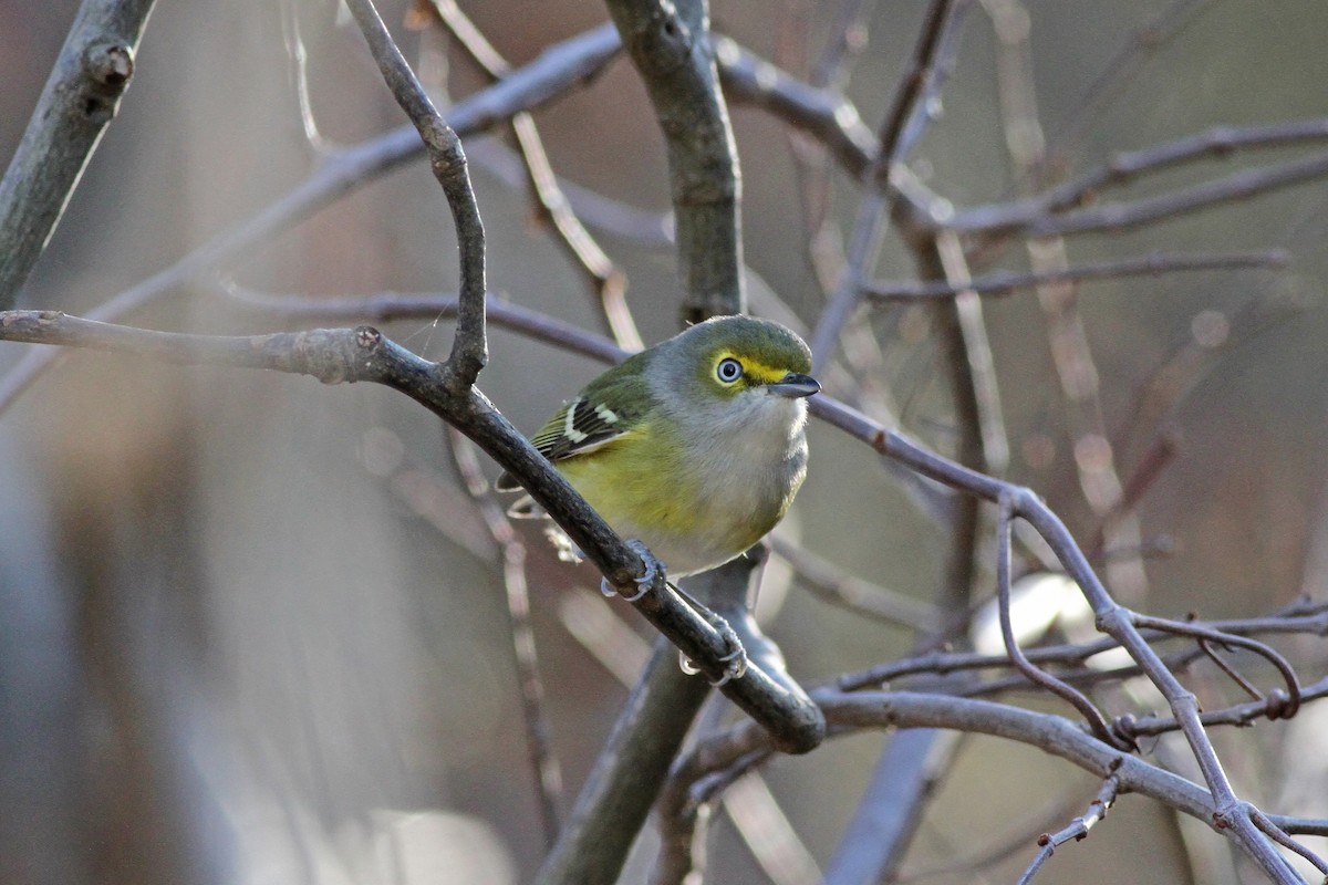 White-eyed Vireo - ML41152401
