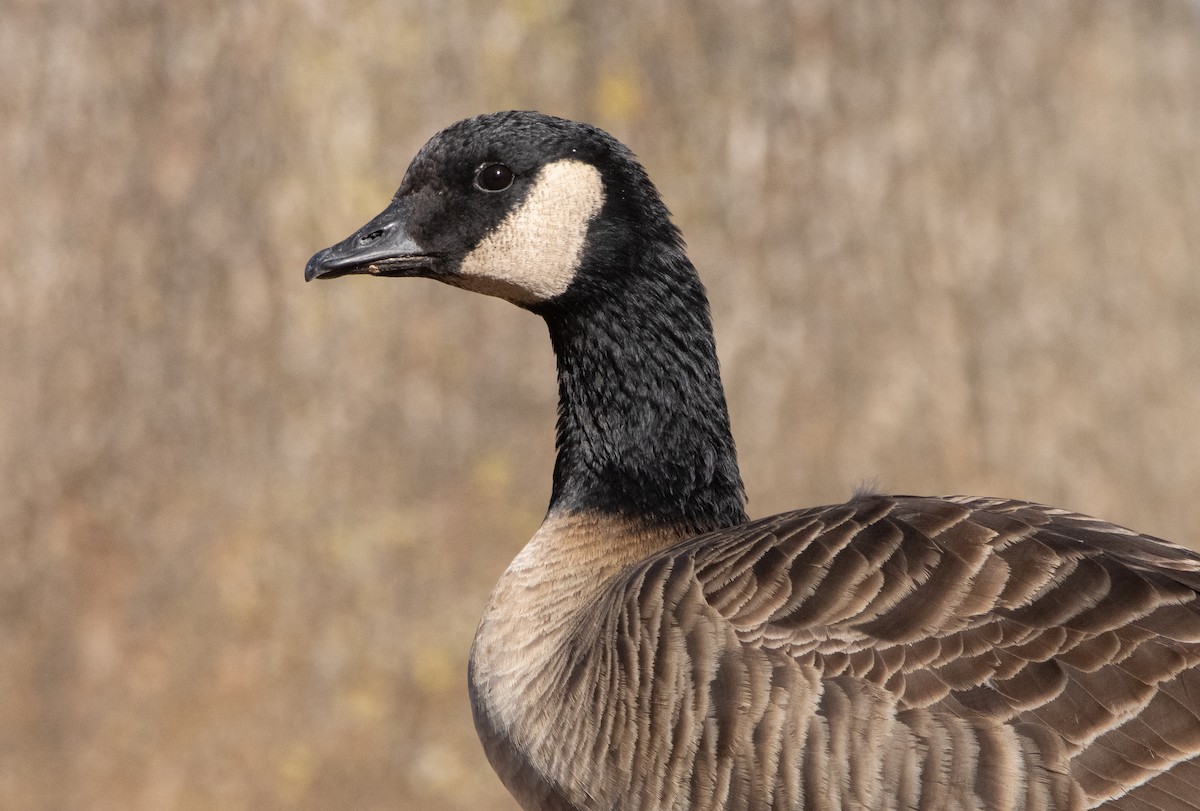 Cackling Goose - ML411524111