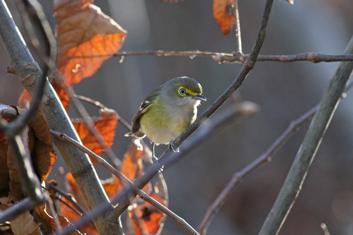 White-eyed Vireo - ML41152421
