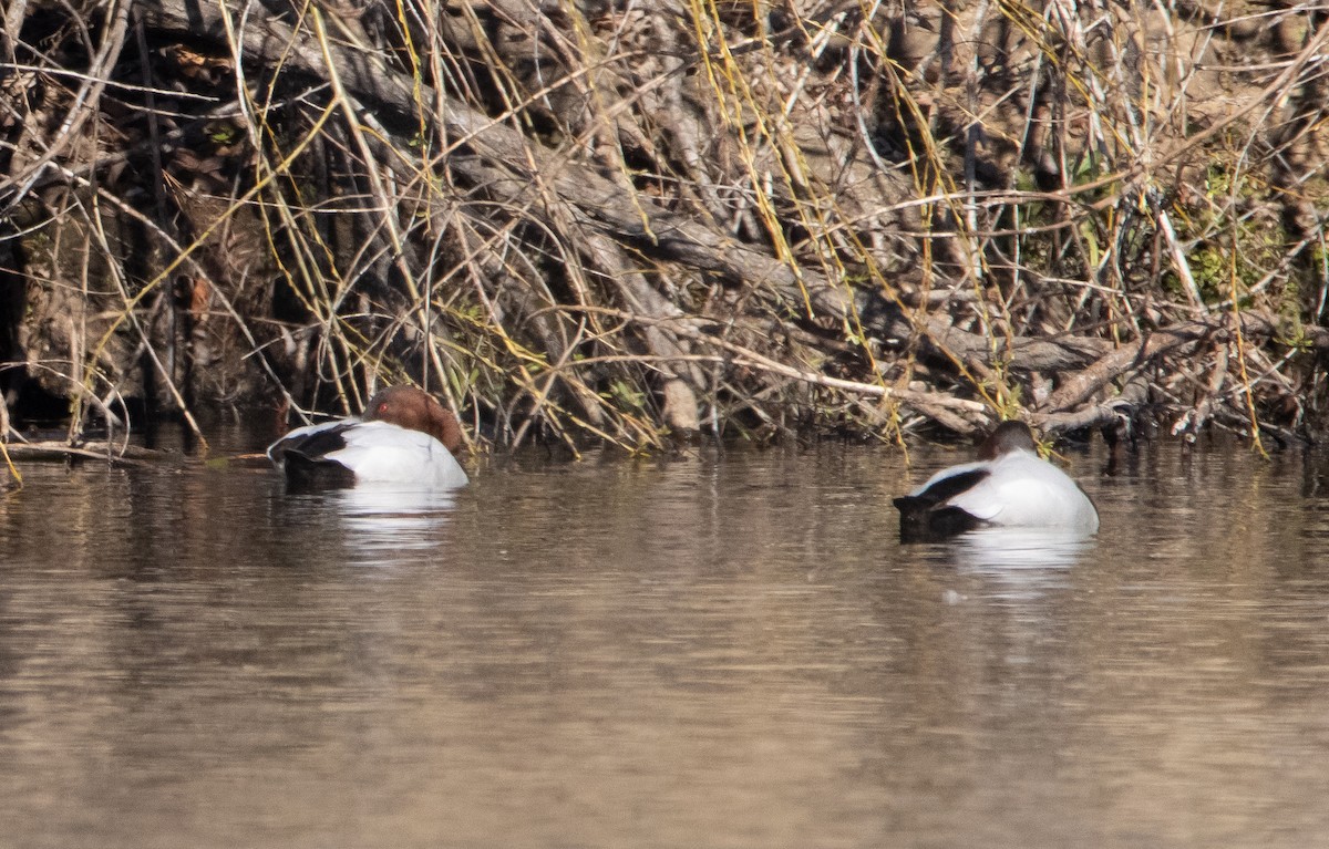 Canvasback - ML411524421