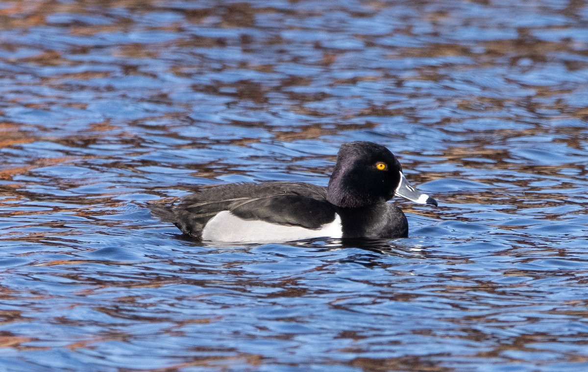 Ring-necked Duck - Liam Huber