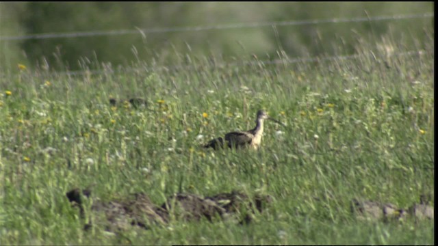 Long-billed Curlew - ML411525