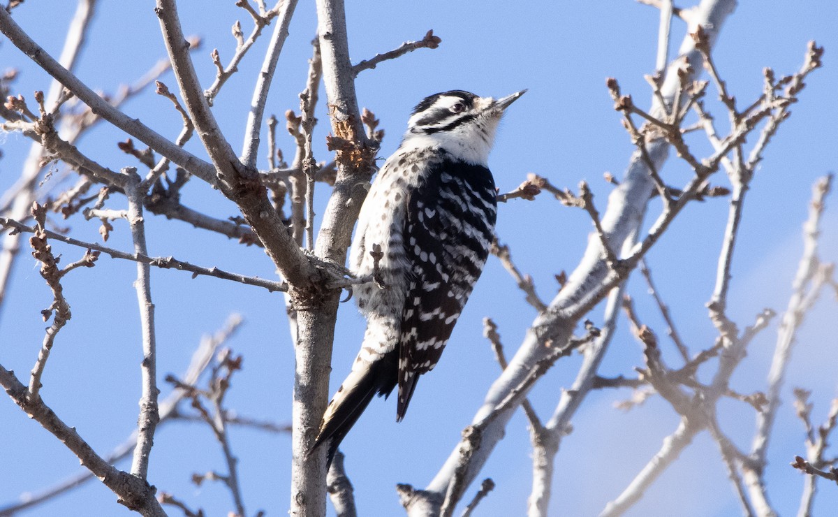 Nuttall's Woodpecker - ML411525351