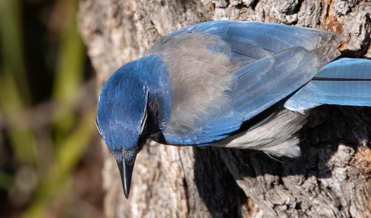 California Scrub-Jay - ML411525831