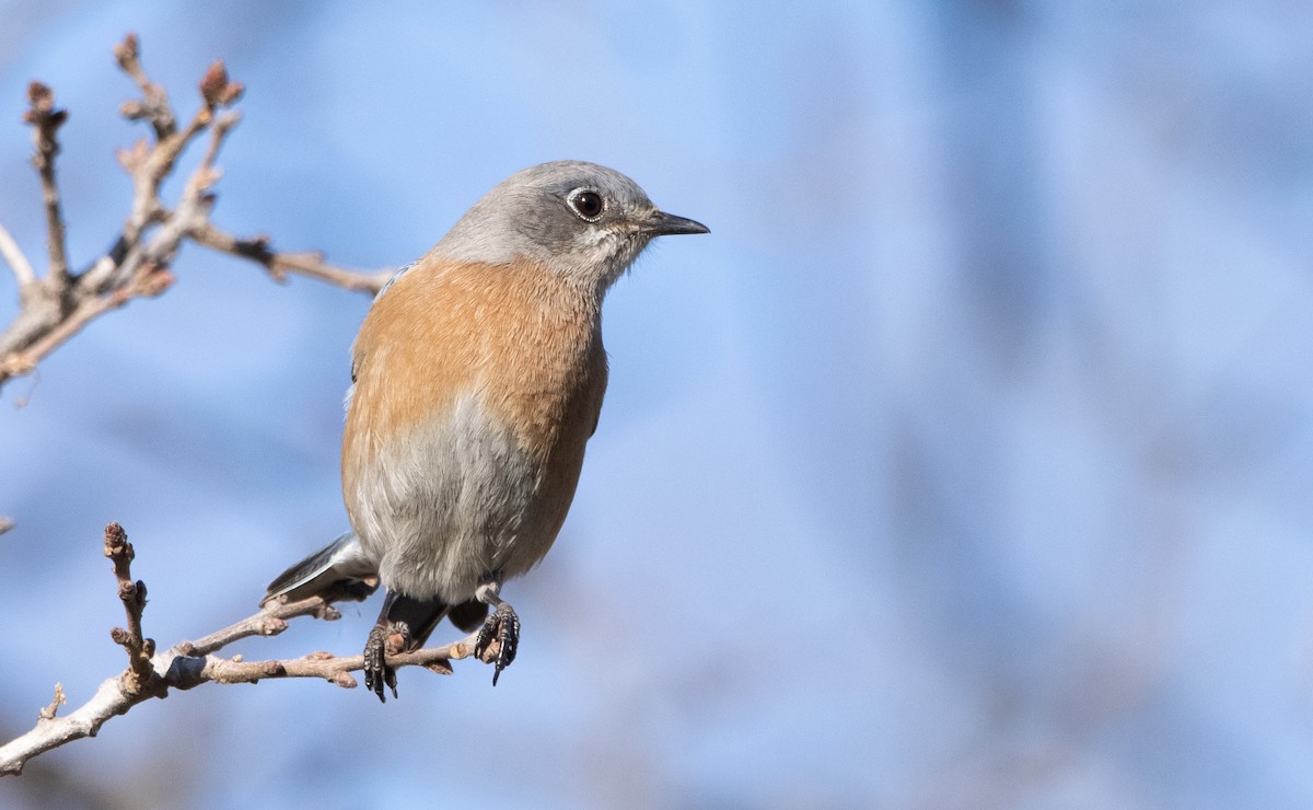 Western Bluebird - Liam Huber