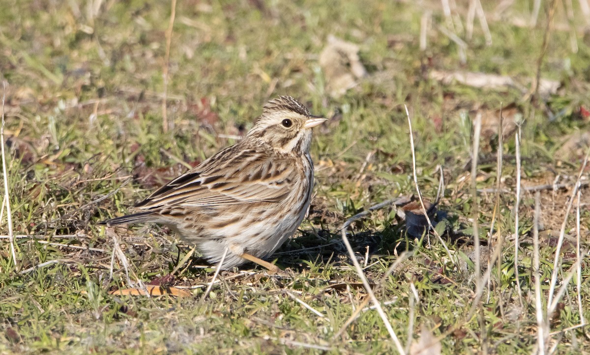 Savannah Sparrow - ML411526311