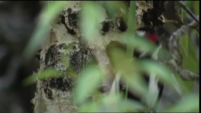 Downy Woodpecker - ML411527