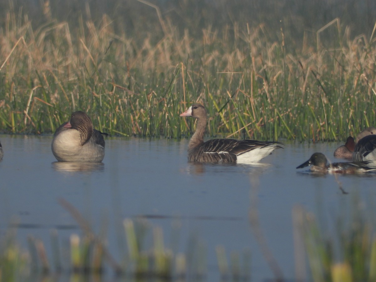 Greater White-fronted Goose - ML411527561
