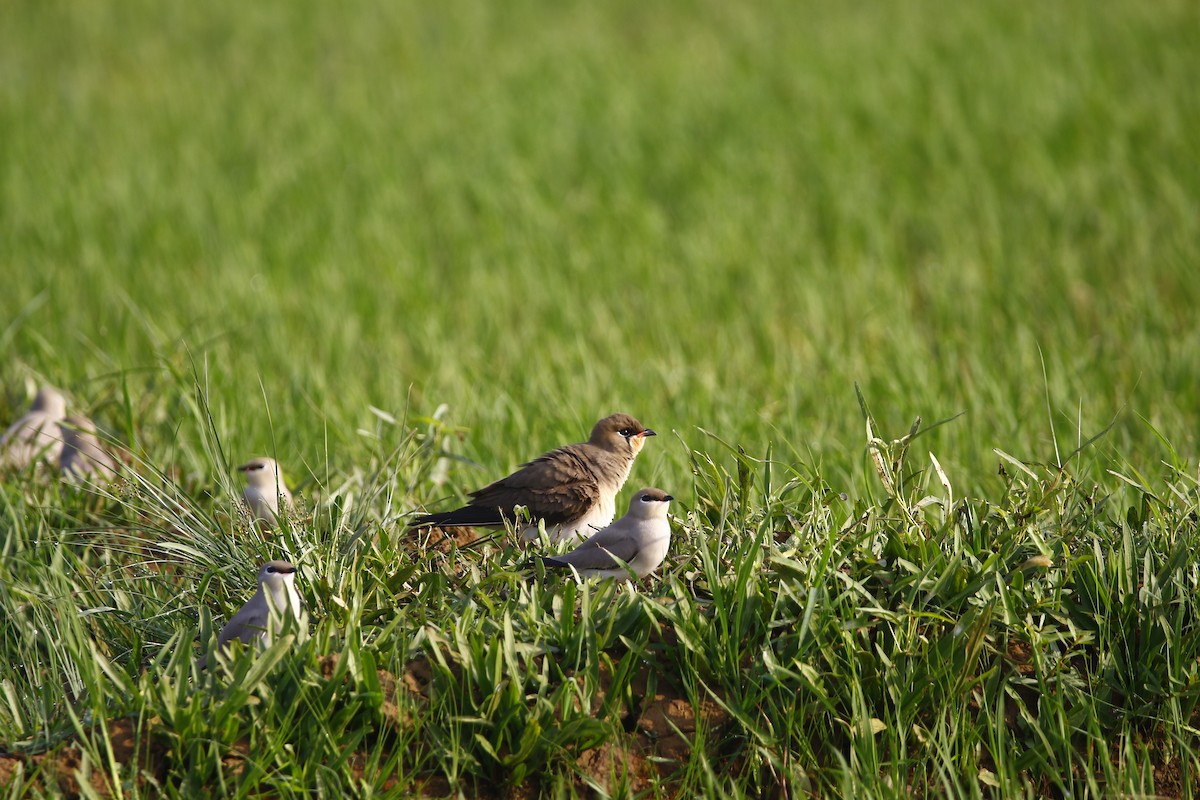 Oriental Pratincole - ML411528191