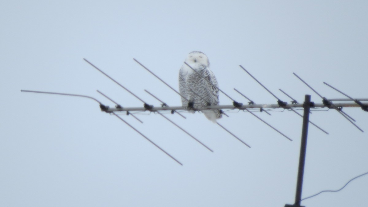 Snowy Owl - ML411528311