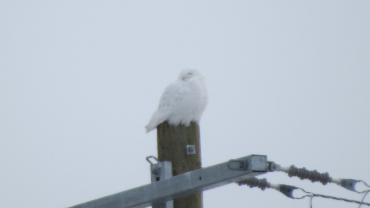 Snowy Owl - ML411528351