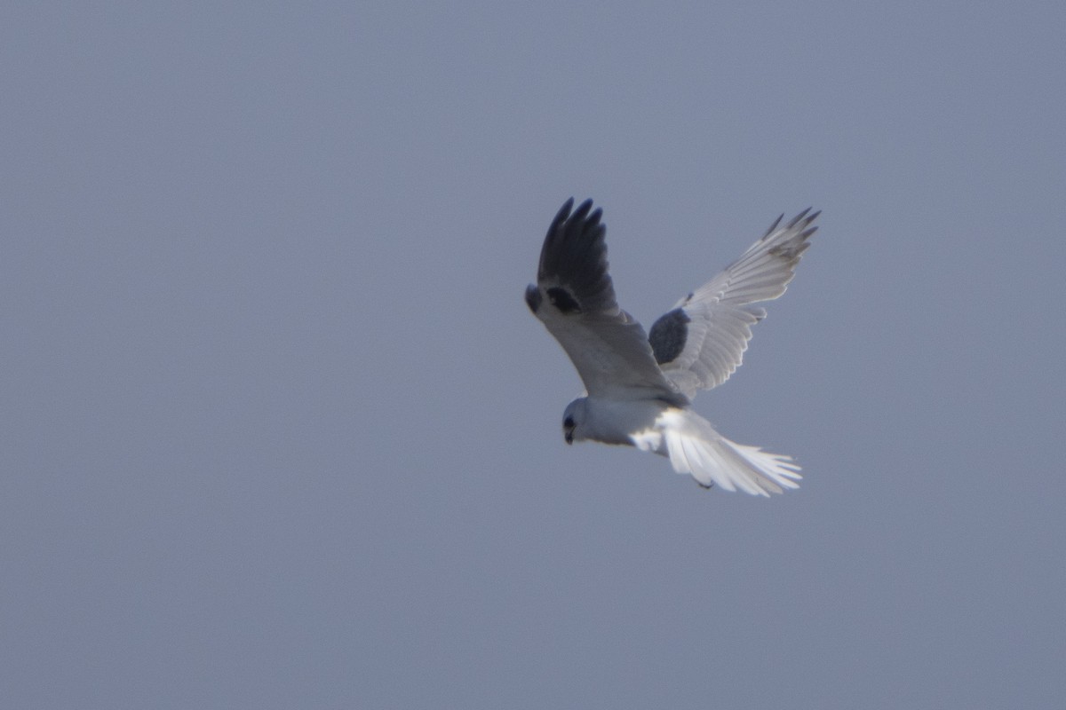 White-tailed Kite - ML411530861