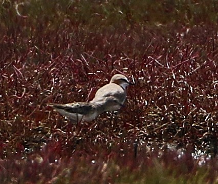 Long-toed Stint - ML411531151