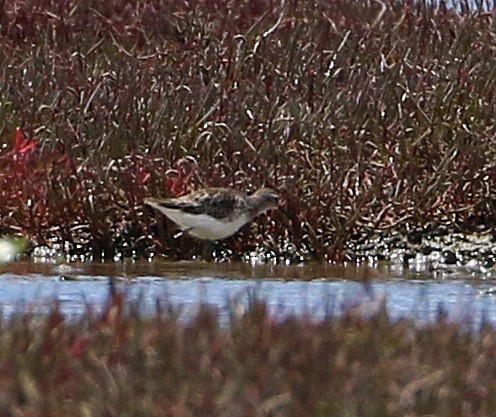 Long-toed Stint - ML411531161