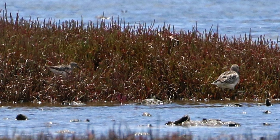 Long-toed Stint - ML411531171