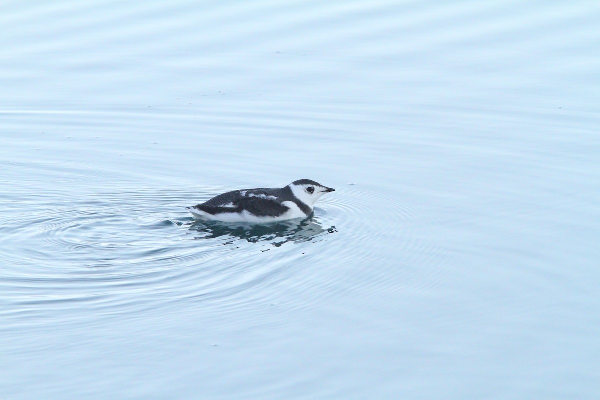 Kittlitz's Murrelet - Aaron Bowman