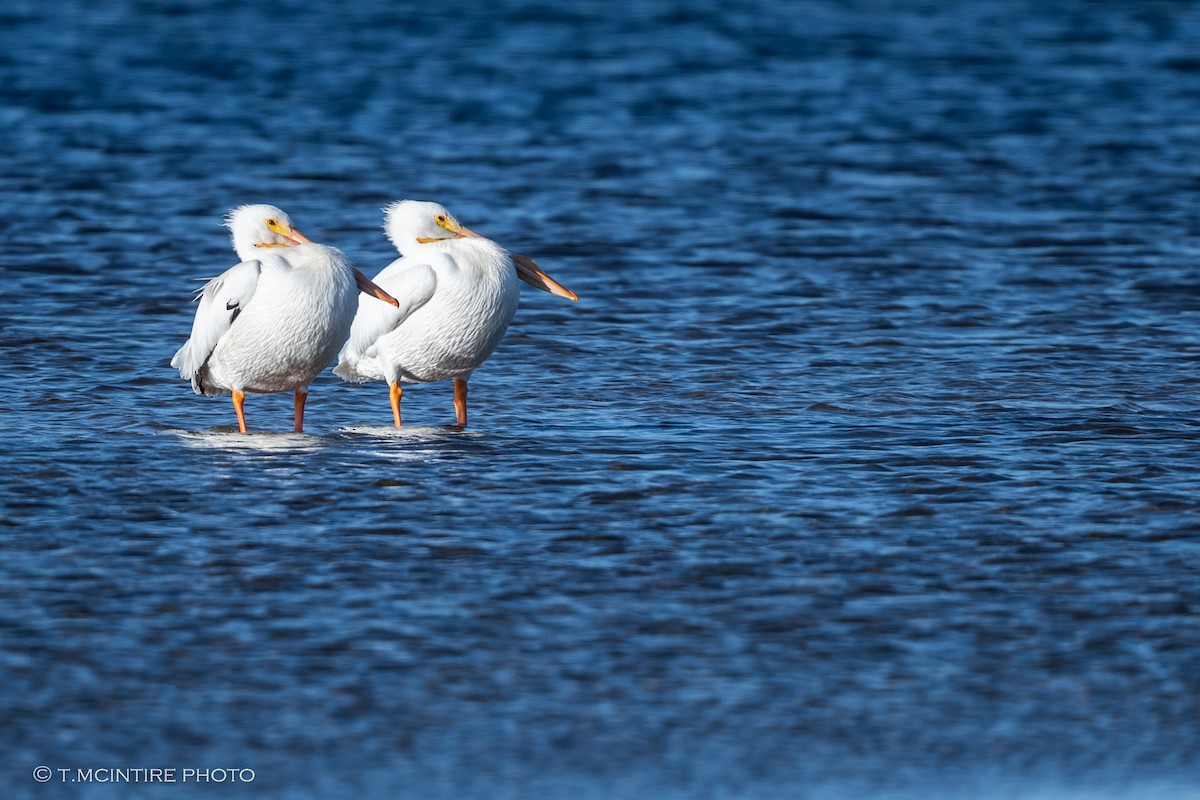 American White Pelican - ML411533401