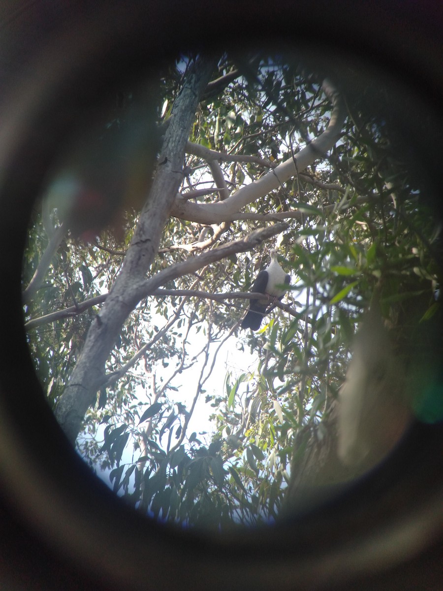 White-headed Pigeon - ML411533411