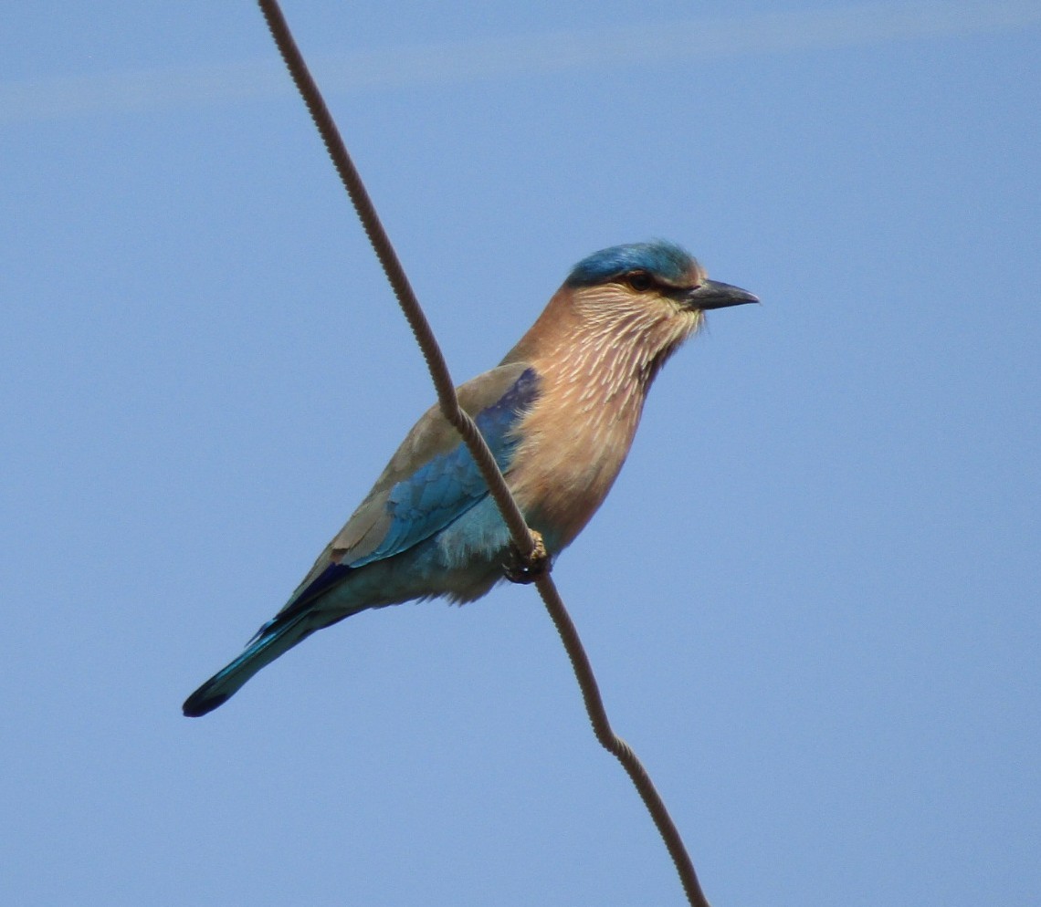 Indian Roller - Chinmay Sawant