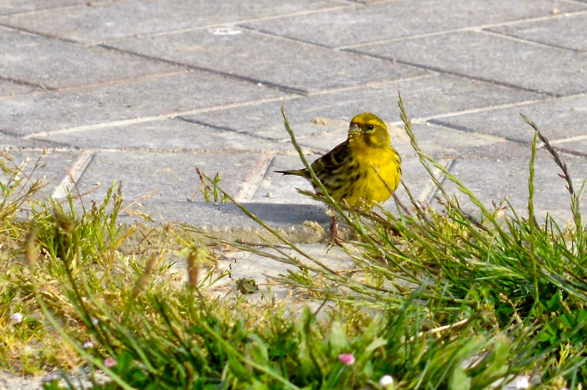 European Serin - ML411536021