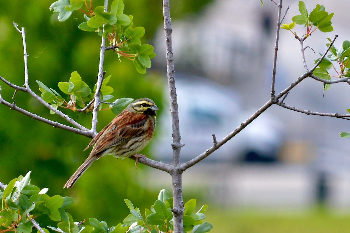 Cirl Bunting - ML411536081