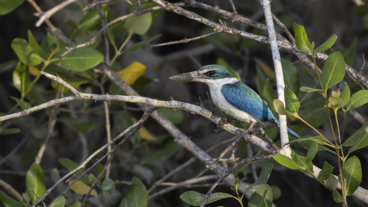 Collared Kingfisher (Oriental) - ML411536411