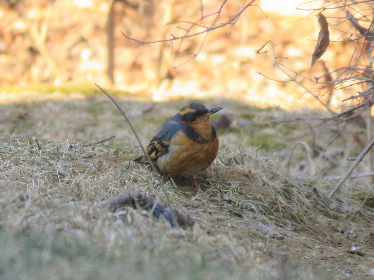 Varied Thrush - ML411536741