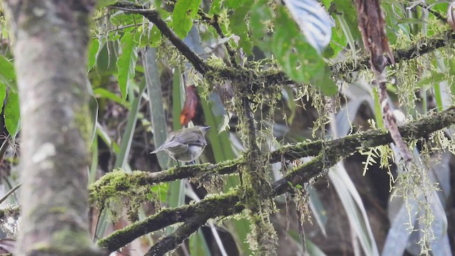 Gray-tailed Piha - ML411536821