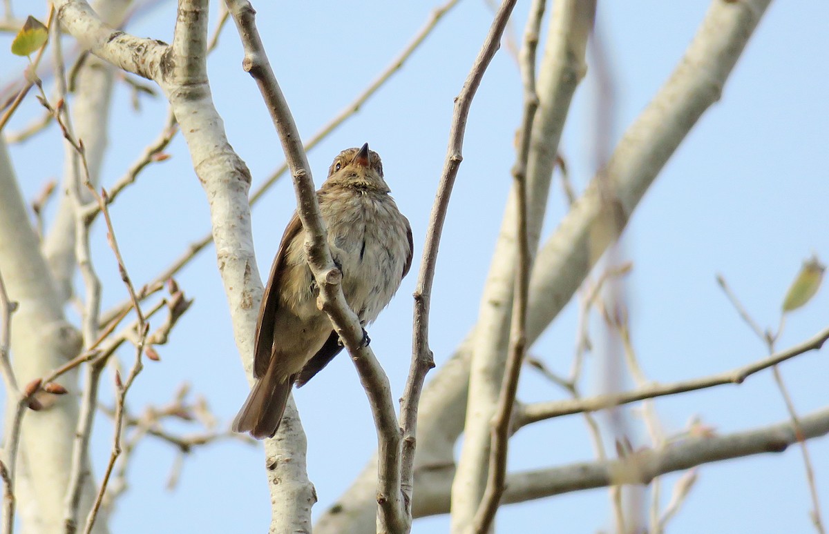 Spotted Flycatcher - Juan Pérez