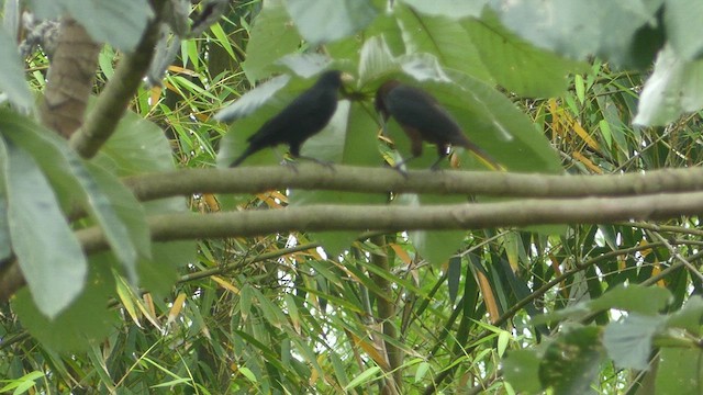 Chestnut-headed Oropendola - ML411539441