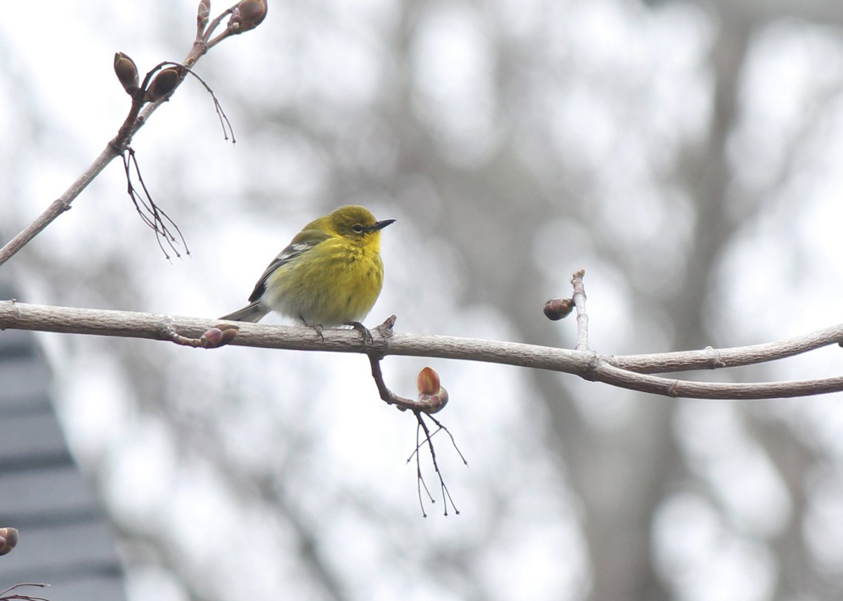 Pine Warbler - ML41153961