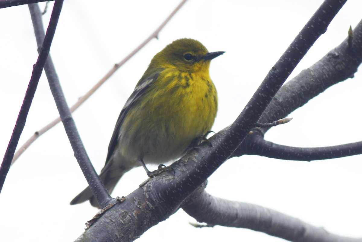 Pine Warbler - ML41153981