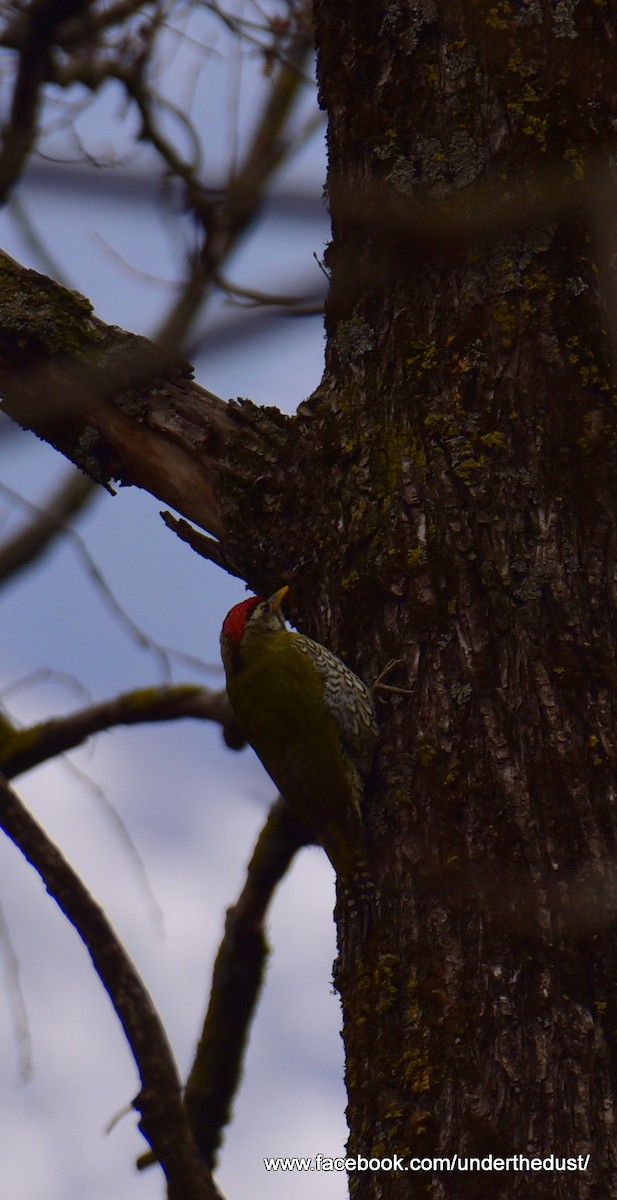 Scaly-bellied Woodpecker - Deepak Mani Tripathi