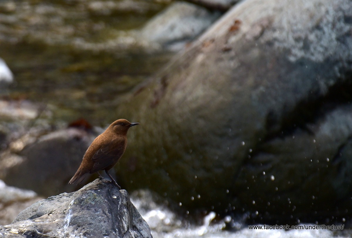 Brown Dipper - ML411540431