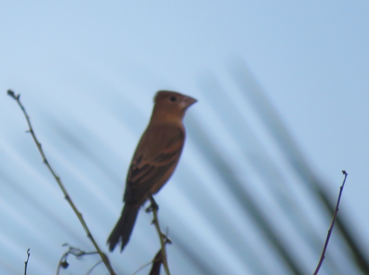 Blue Grosbeak - ML411540631