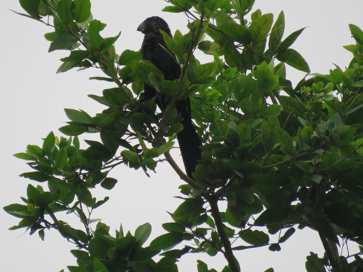 Groove-billed Ani - ML411541351