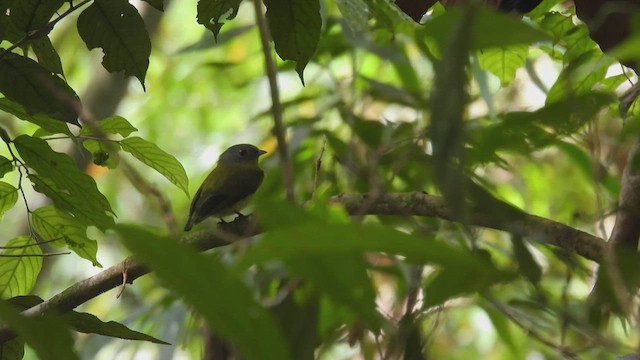 Manakin à tête blanche - ML411543151