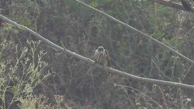 Banded Bay Cuckoo - ML411543691