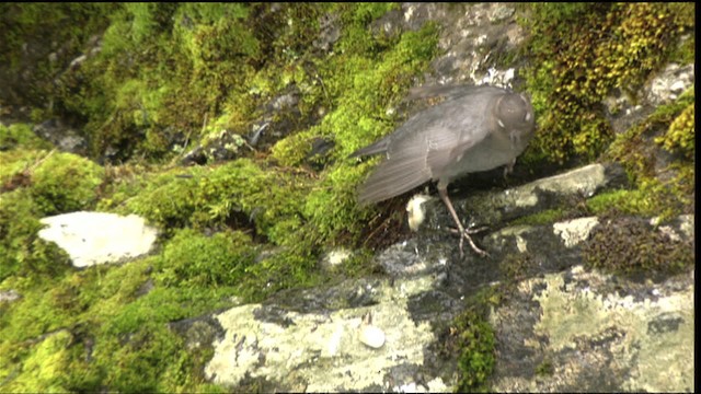 American Dipper (Northern) - ML411544