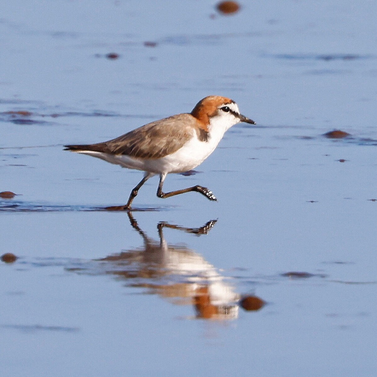 Red-capped Plover - ML411544501