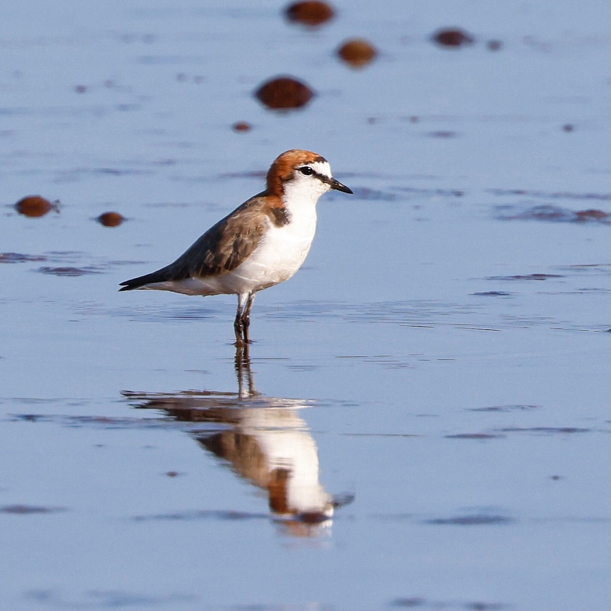 Red-capped Plover - ML411544511