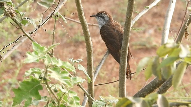 Banded Bay Cuckoo - ML411544881