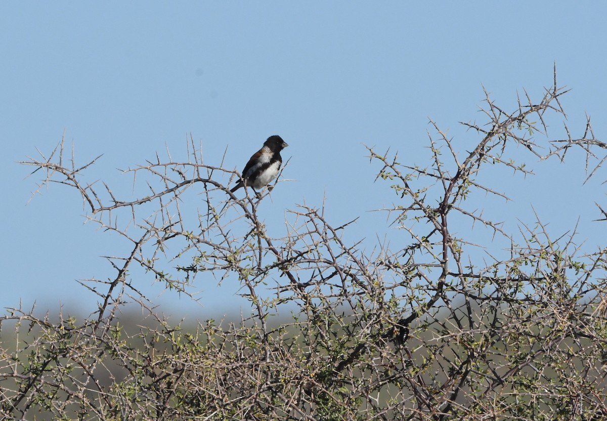 Black-headed Canary (Black-headed) - ML411545371