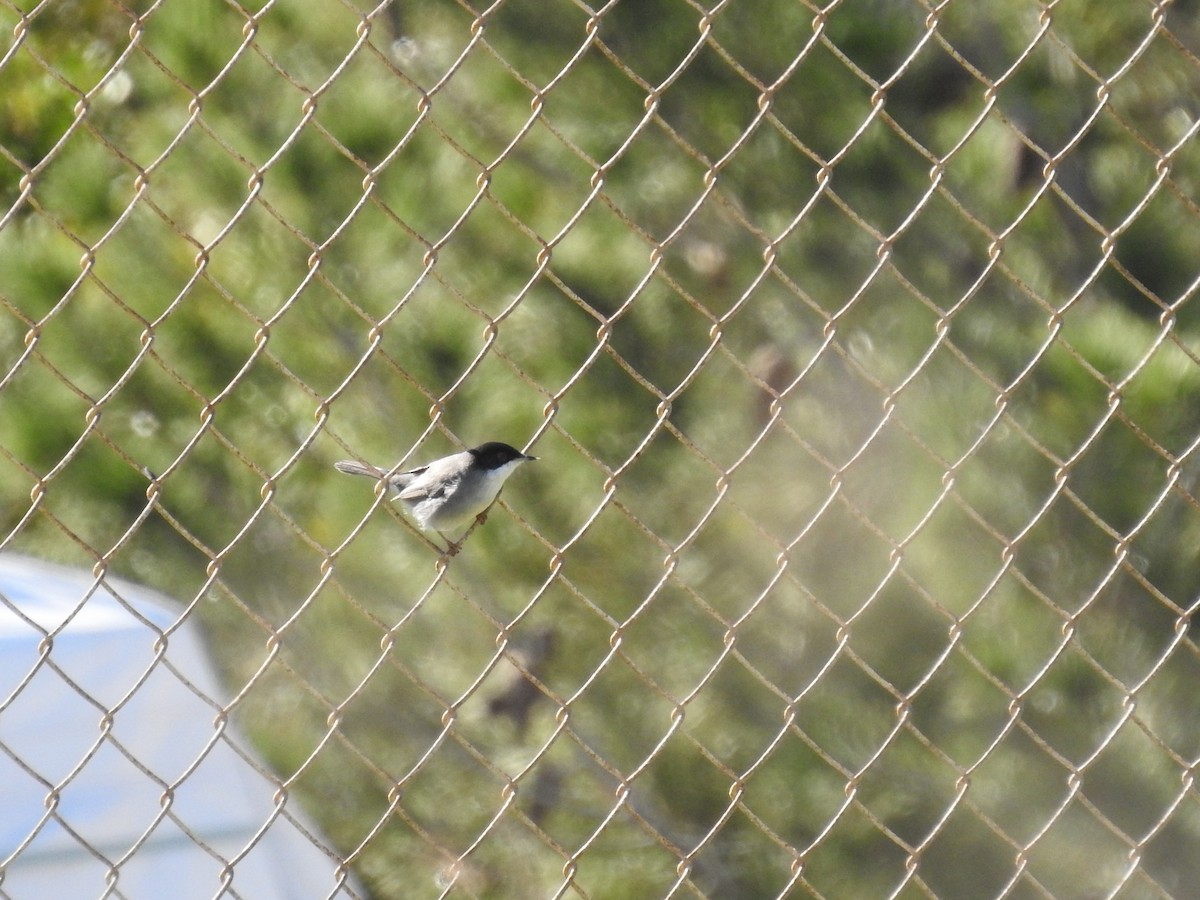 Sardinian Warbler - ML411545891