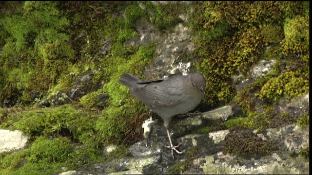 American Dipper (Northern) - ML411546