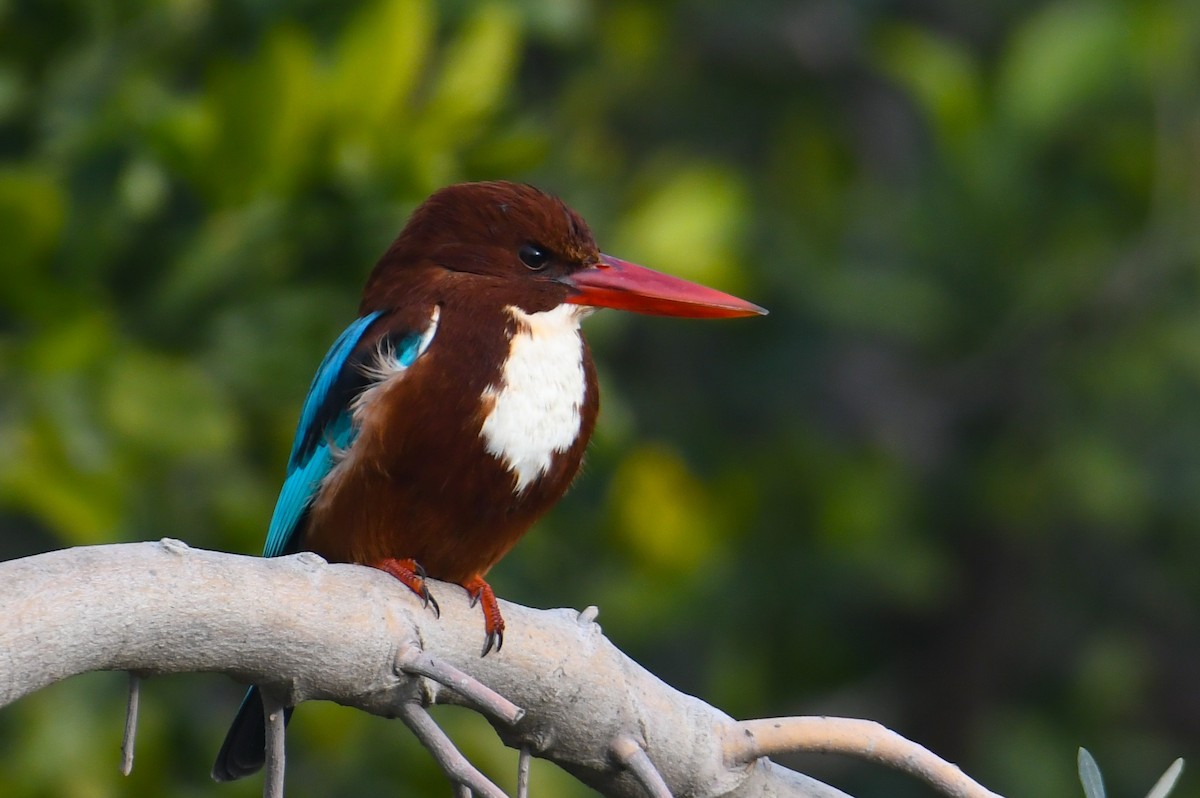 White-throated Kingfisher - Çağan Abbasoğlu
